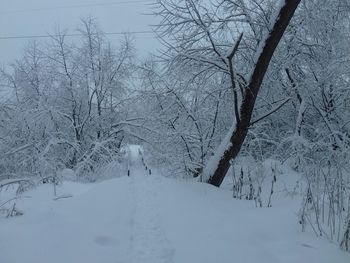 Bare trees on snow covered landscape