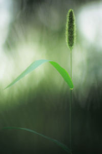 Close-up of green plant