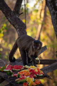 Monkey eating fruit on tree