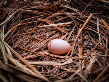 High angle view of egg in nest