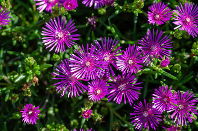 Close-up of purple flowering plants