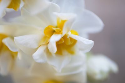 Close-up of white daffodil