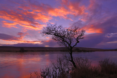 Silhouette tree by lake against sky during sunset