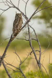 Close-up of bird perching on branch