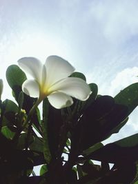 Low angle view of frangipani blooming against sky