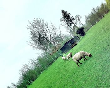 Low angle view of trees against sky