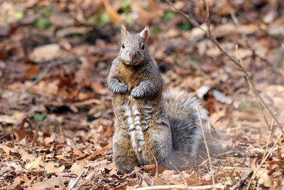 Squirrel on field