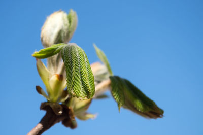 Close-up of plant against blue sky