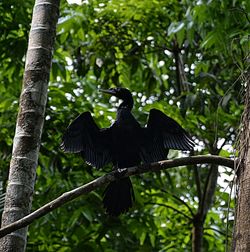 Low angle view of birds perching on branch