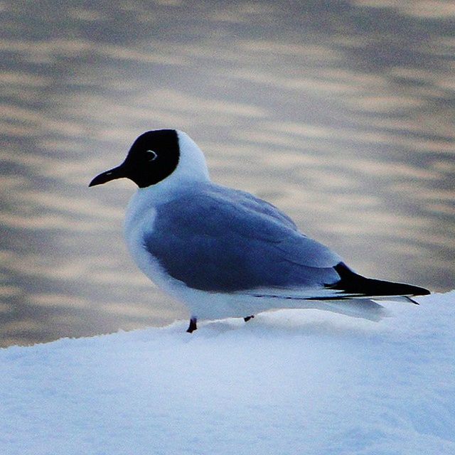 bird, animal themes, animals in the wild, wildlife, one animal, snow, nature, seagull, winter, beak, white color, beauty in nature, outdoors, full length, side view, cold temperature, no people, day, zoology, two animals