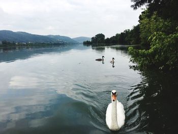 View of swans swimming in lake