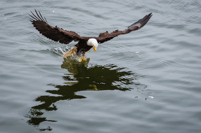 Bald eagle landing in lake