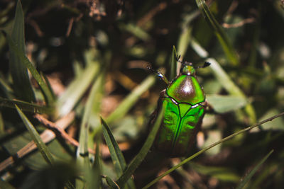 Close-up of insect on plant