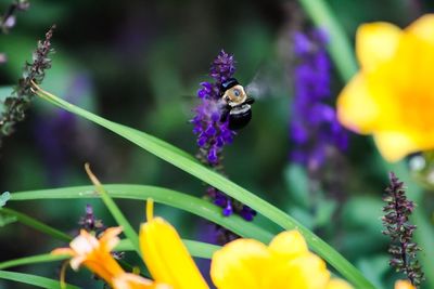 Bee pollinating on purple flower