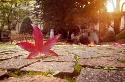 Close-up of red maple leaf on footpath during autumn