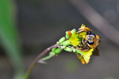 Close-up of bee pollinating on flower