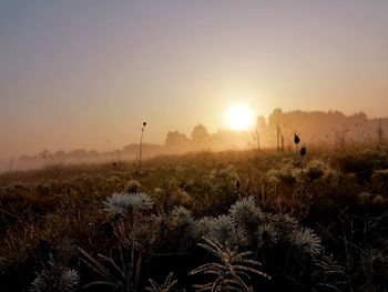 Scenic view of grassy field against sky during sunset