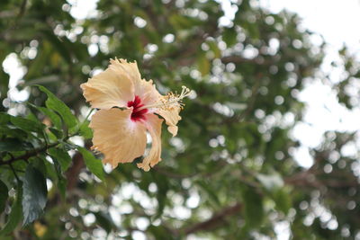 Close-up of hibiscus flower against trees