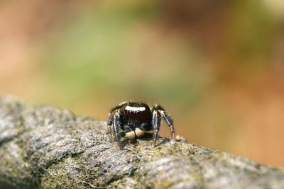 Close-up of insect on rock