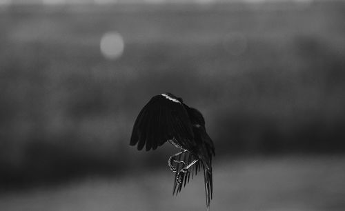 Close-up of bird flying