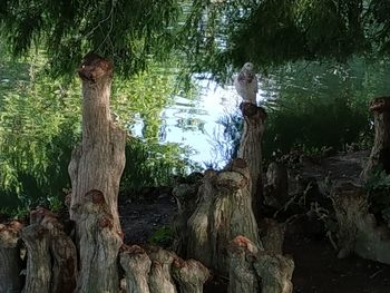 Trees growing by lake in forest