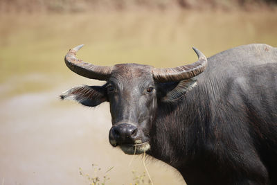 Buffalo half full eating grass, waterfront.