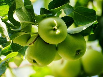 Close-up of apples on tree