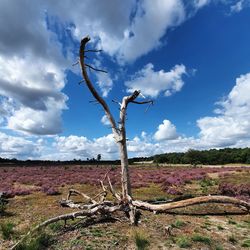 Bare tree on field against sky