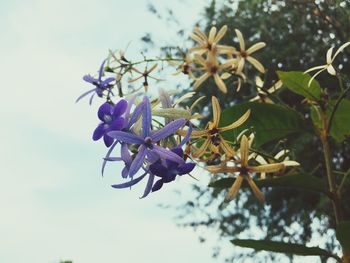 Low angle view of flowering plant against sky