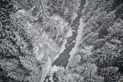 Full frame shot of snow covered trees