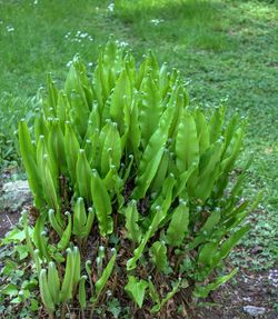 Plants growing in pond