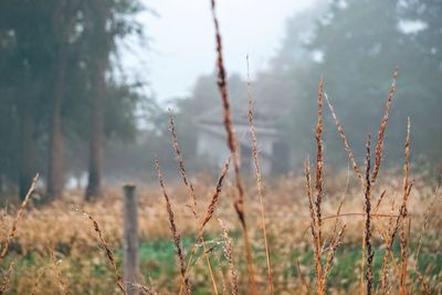 Dried grass on field during foggy weather