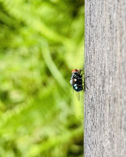 Close-up of insect on tree trunk