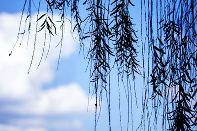 Low angle view of bare tree against sky