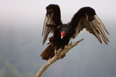 Low angle view of bird flying