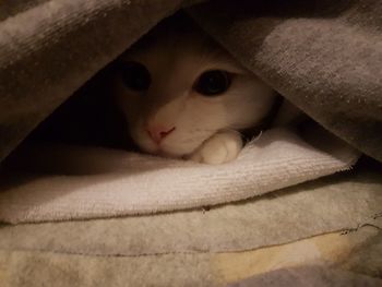 Close-up portrait of cat at home