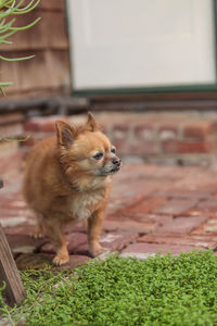 Close-up of dog looking away