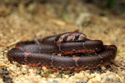 Close-up of lizard on rock