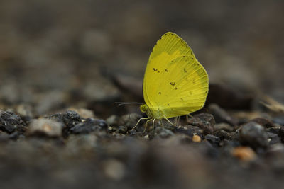 Close-up of yellow insect on plant