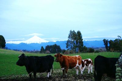 Cows standing in a field