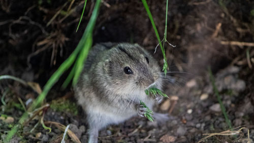 Close-up of rabbit on field
