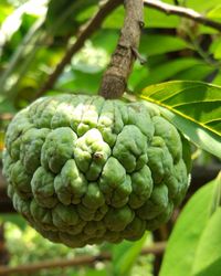 Close-up of bananas growing on tree