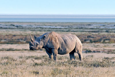  wild animal in a field