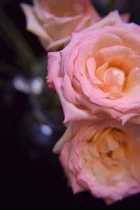 Close-up of pink rose