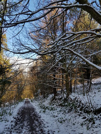 Bare trees on snow covered land