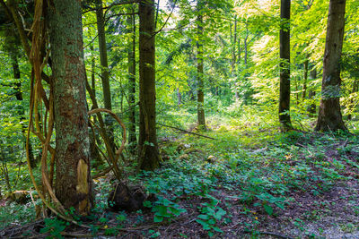 Trees in forest