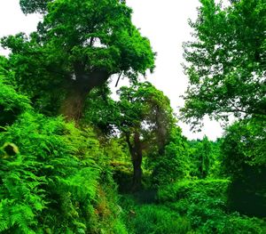 Trees in forest against sky