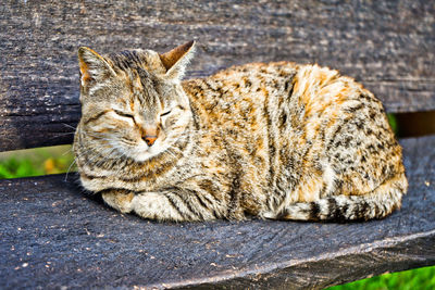 Close-up of cat resting on wood