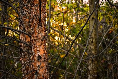 Close-up of tree trunk in forest