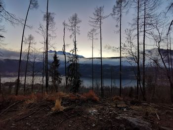 Plants growing on land against sky during sunset